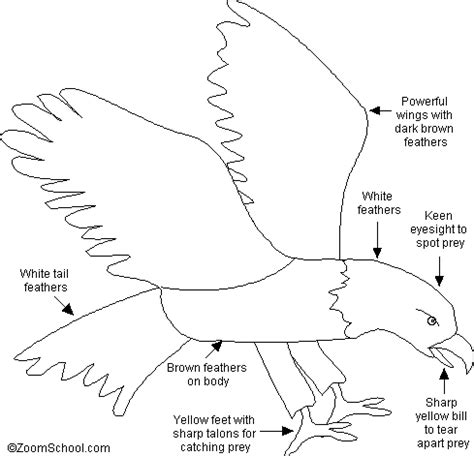 Bald Eagle Printout - Enchanted Learning