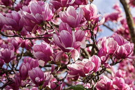 Jane Magnolia Tree Facts - PlantingTree | Magnolia trees, Jane magnolia ...