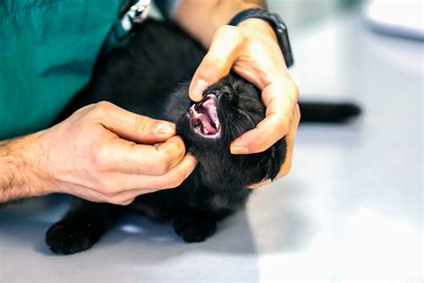 Stomatitis in Cats: Symptoms & Treatment - Boughton Square Animal Clinic