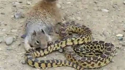 Mongoose vs Snakes Fight To The Death Compilation Video New 2016 - YouTube