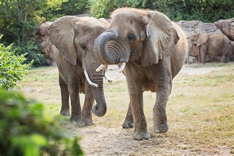 Enjoy Your Rides on the Nashville Zoo - Nashvillenet