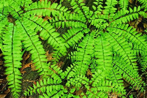 Fern Fronds by Bonfire Photography | Fern frond, Photography, Bonfire