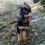 German Shepherd Rottweiler Mix – breed info, characteristics and ...