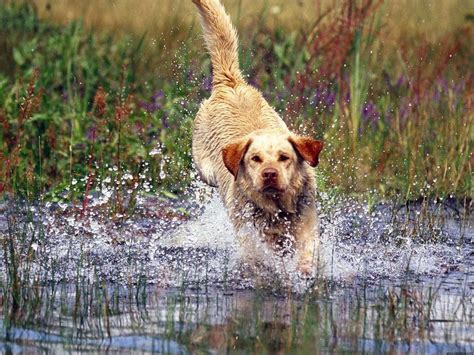 Hunting Dog Wallpapers - Wallpaper Cave