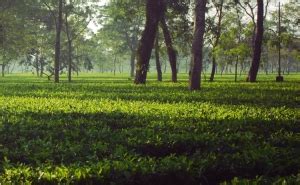 Dibrugarh : River songs from the land of tea. – The Northeast India ...