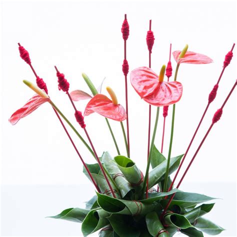 Anthurium Flower Arrangement