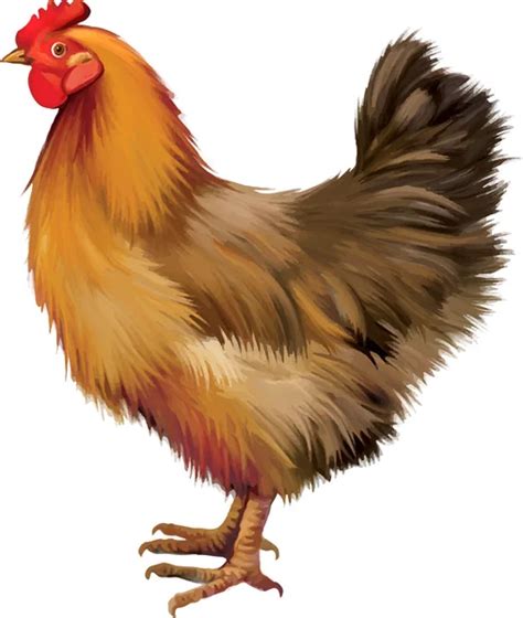 Chicken Vector Art Stock Images | Depositphotos