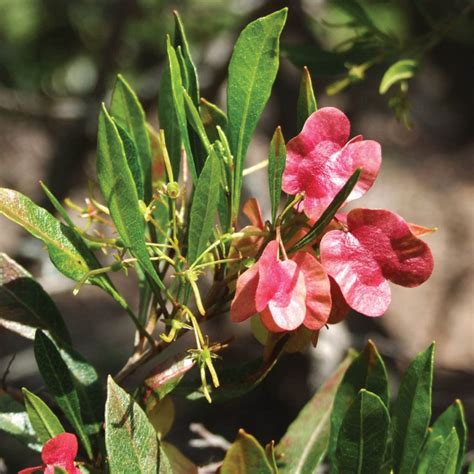 ‘A‘ali‘i – Hawaii Forest Institute