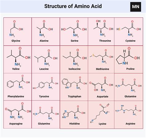 Structure of 20 Amino acids with their chemical formula | Biochemistry notes, Amino acids, Study ...