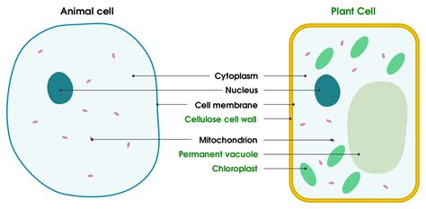 Animal Cell |Structure and functions | Difference Between Plant and Animal Cell | Byju's