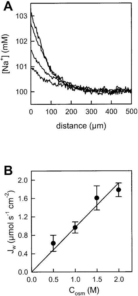 Effect of increasing the osmotic gradient on Na concentration profiles... | Download Scientific ...