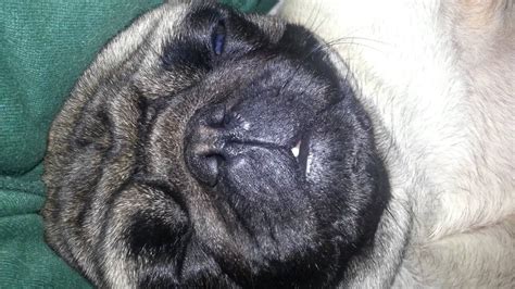 Pug snoring very loudly - YouTube