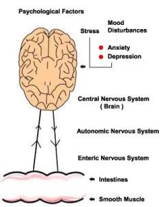 Brain Gut Connection | The Gut Centre