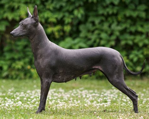 18 Captivating Facts About Xoloitzcuintli (Mexican Hairless) - Facts.net