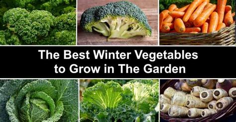 Top 17 Winter Vegetables to Grow in The Garden (With Pictures)