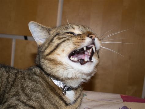 Why Do Cats Sneeze? | 5 Reasons Your Cat is Sneezing