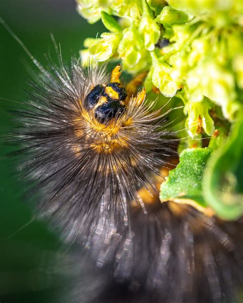 Salt Marsh Moth Caterpillar eating a plant along the natur… | Flickr