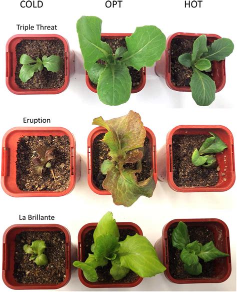 More salad please! – Australian Plant Phenomics Facility