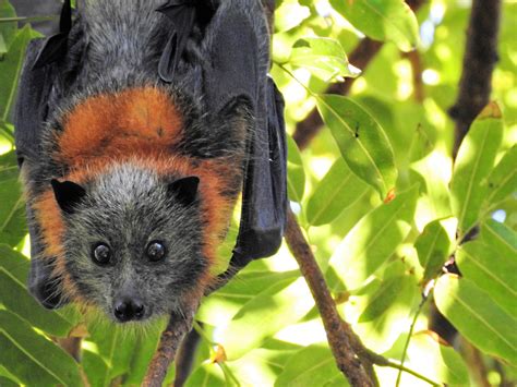 Bat Meaning and Bat Animal Symbolism on Whats-Your-Sign