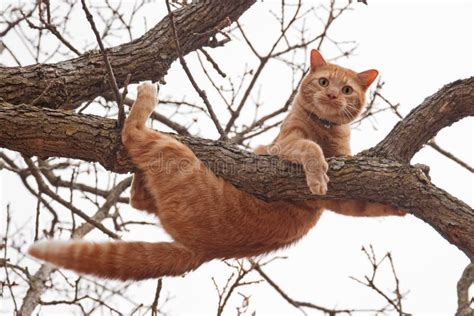 Cat In Distress - Orange Tabby Cat About To Fall Stock Photo - Image ...