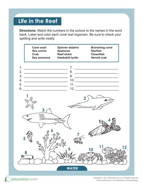 coral-reef-animals-and-plants matching worksheet