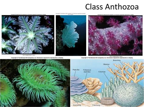 PPT - Phylum Cnidaria, Class Anthozoa PowerPoint Presentation - ID:1747385