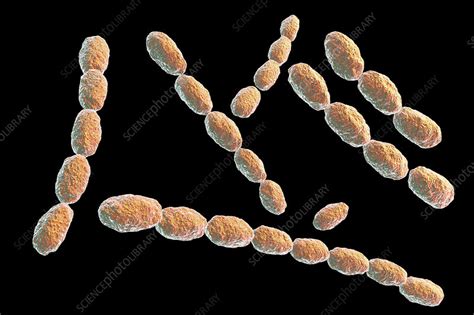 Haemophilus ducreyi bacteria, illustration - Stock Image - F022/4315 - Science Photo Library