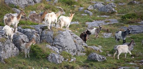 Irish Wildlife Photography: April 2011