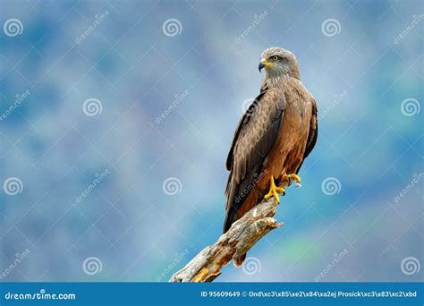 Black Kite, Milvus Migrans, Brown Bird of Prey Sitting Larch Tree ...