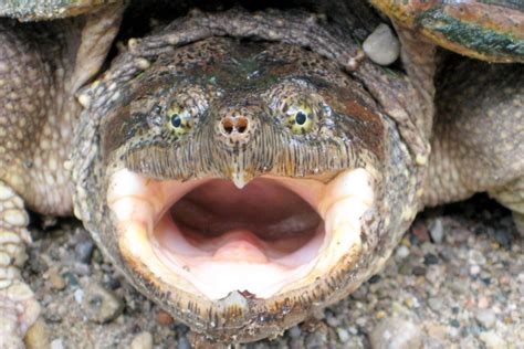 Common Snapping Turtle (Reptiles of Alabama) · iNaturalist