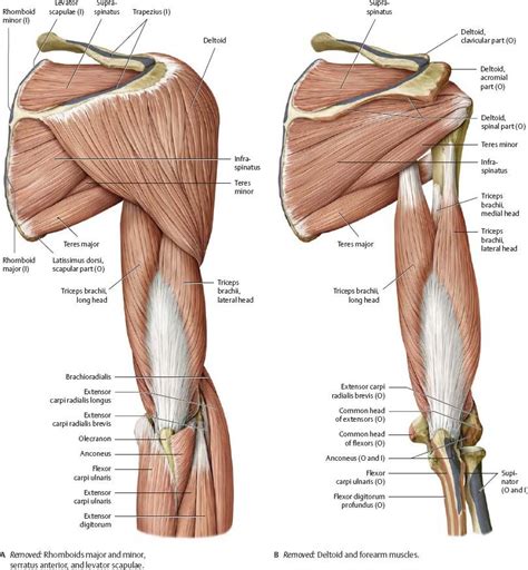 Anatomia do corpo humano, Corpo humano, Anatomia cabeça e pescoço