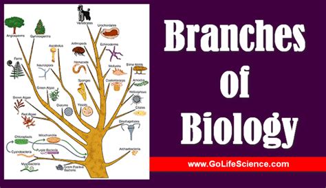Branches of Biology: What are the Branches of Biology?