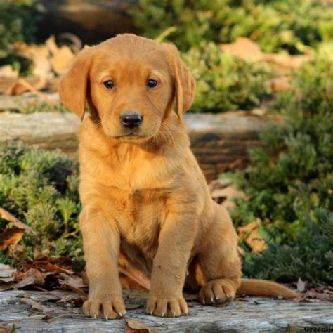 View & Explore All Dog Breeds | Greenfield Puppies | Golden labrador ...