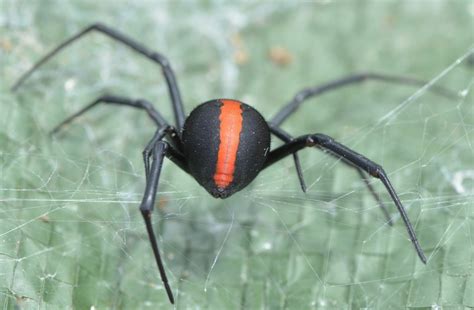 The Truth About Spider Bites in Australia – Identification and First Aid - All Over Adelaide