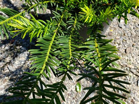 Cephalotaxus, Japanese Plum Yew