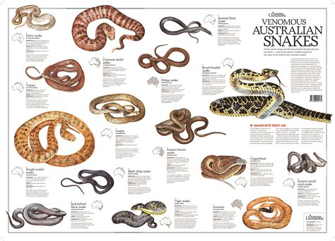 Venomous Australian Snakes Poster (flat) - Australian Geographic