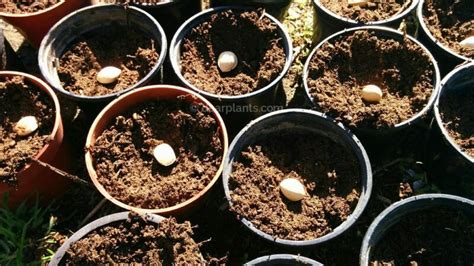 How to germinate Ginkgo biloba seeds - Dear Plants