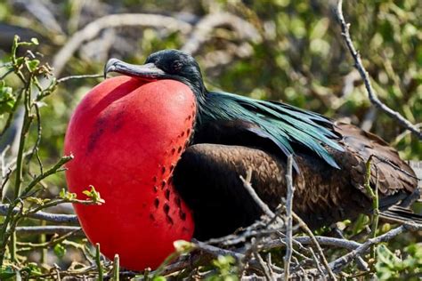 8 Magnificent Frigatebird Facts - Fact Animal