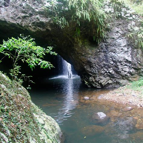 Springbrook National Park - All You Need to Know BEFORE You Go (2024)