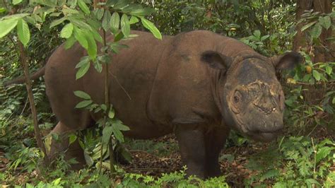 Sumatran Rhino, Sumatra-Nashorn, Way Kambas - YouTube