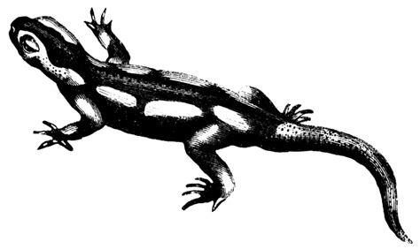 Salamander | ClipArt ETC