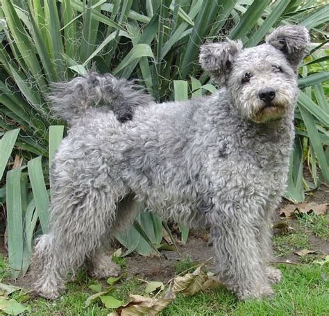 Hungarian pumi - Pumi is the dateless clown - ItsHungarian :) | Pumi dog, Modern dog toys ...