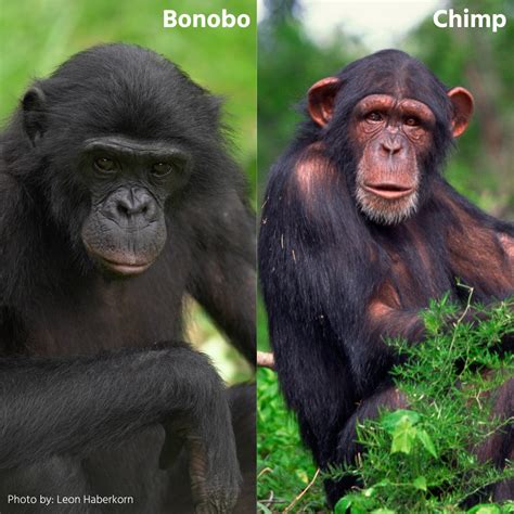 Bonobo Vs Chimpanzee