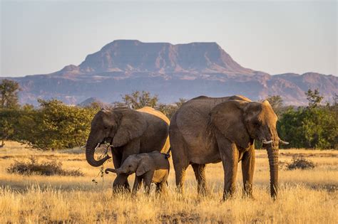 Enchanting Namibian Safari Tour - Travel Experience