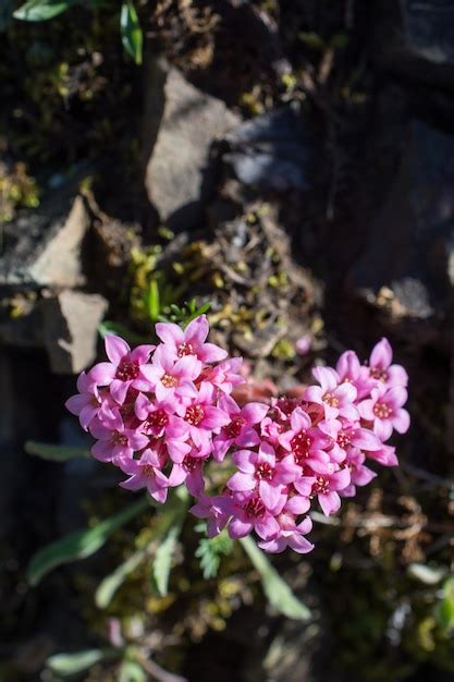 81,000+ Valley Flowers Rhodendron Pictures