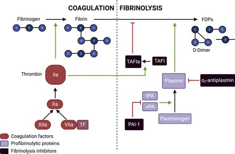 Disorders of Fibrinogen and Fibrinolysis - Hematology/Oncology Clinics