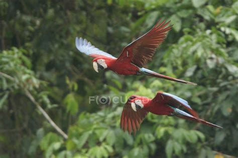 Red-and-green macaws flying in forest of Peru. — natural, selective focus - Stock Photo | #200737316