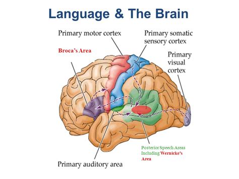 Language & The Brain Broca’s Area Posterior Speech Areas Including Wernicke’s Area. - ppt download