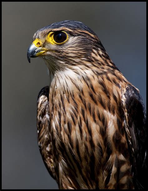 Merlin Falcon 7 | Merlin bird, Birds of prey, Zoo photos