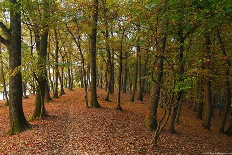 Forest Path